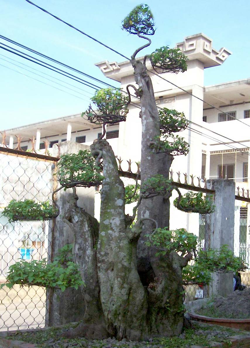 cây khế hoành 2.5m cây khế hoành 2.5m