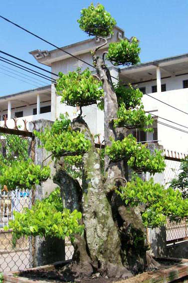 c&acirc;y khế ho&agrave;nh 2.5m