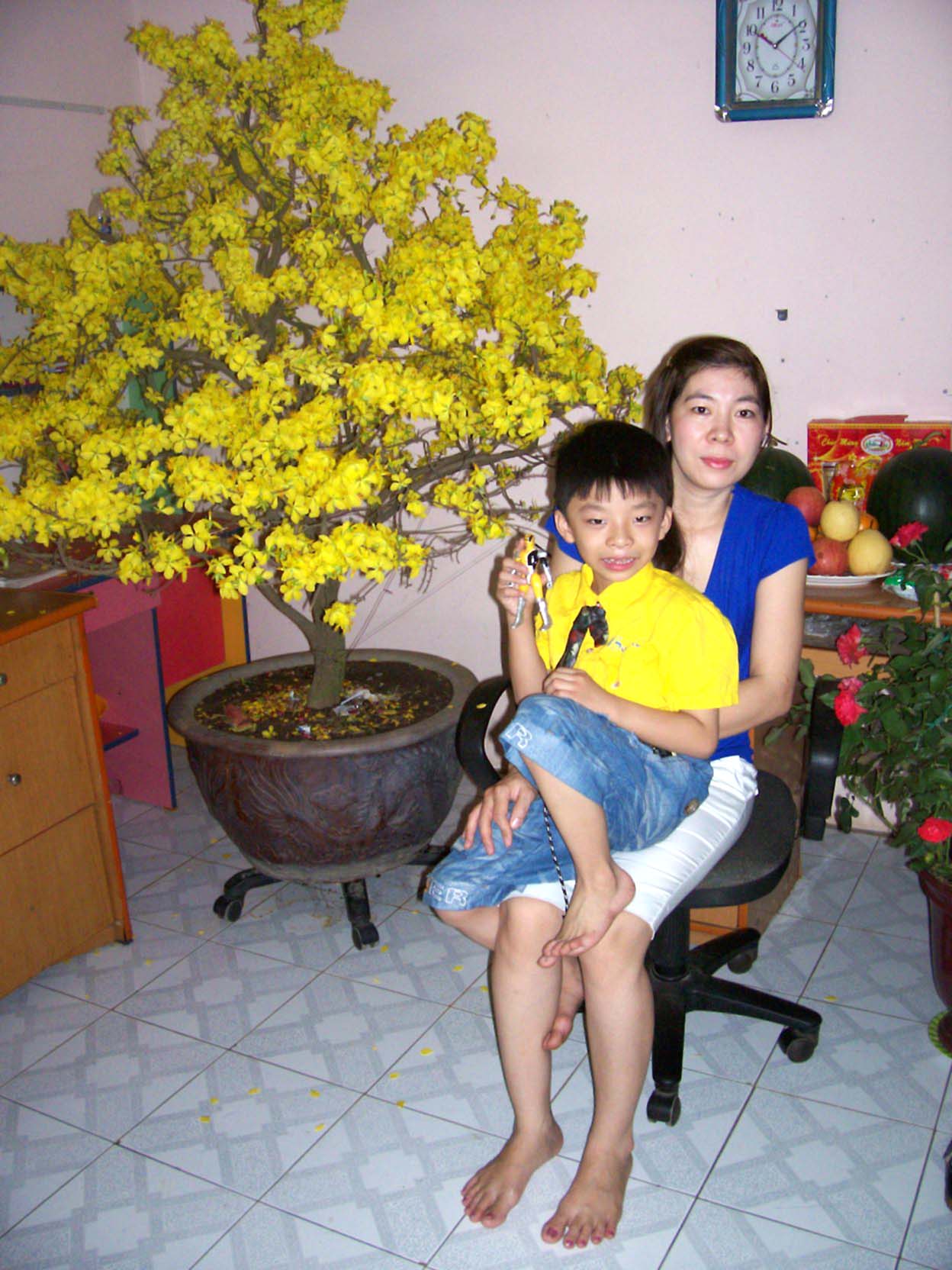 mai v&agrave;ng ho&agrave;nh 50cm ra hoa 2008