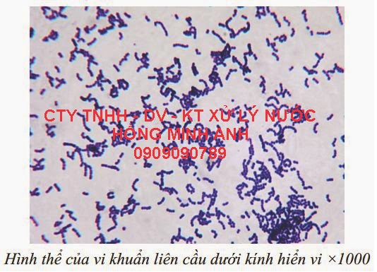 Vi khuẩn Li&ecirc;n ph&acirc;n cầu (LI&Ecirc;N CẦU KHUẨN )