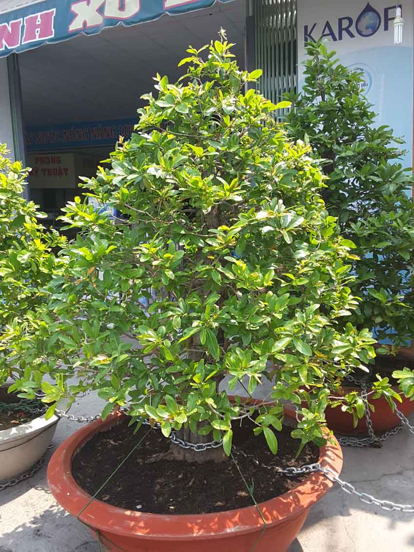 c&acirc;y mai ho&agrave;nh 85cm